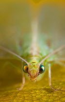 Green lacewing (Chrysopa sp) close up of head, UK