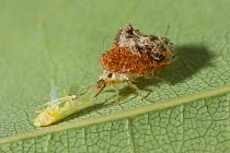 Lacewing larva {Chrysopidae} feeding on leafhopper prey, UK