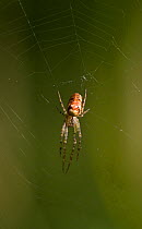 Lesser garden spider (Meta segmentata) on web, UK