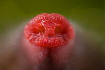 Close up of the nose of a European mole {Talpa europaea} UK