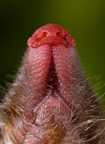 Close up of the mouth, nose and teeth of a European mole {Talpa europaea} UK