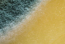 Penicillin mould growing on cheese, UK