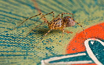 Spitting spider (Scytodes thoracica) on book cover, UK