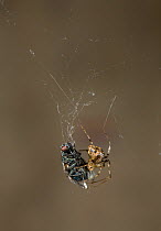 American house spider (Achaearanea / Parasteatoda tepidariourum) with fly prey on web, UK