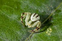 Goldenrod crab spider (Misumena vatia) juvenile, UK