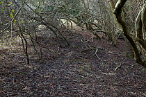 Destruction of woodland understory by Fallow deer {Dama dama} also note the lack of branches on the lower part of the shrubs, Leaf debris has covered much of the eroded ground, Sussex, UK