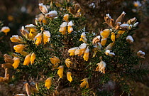 Gorse {Ulex europaeus} flowers with hoar frost in winter, Sussex, UK