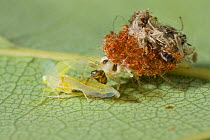 Green lacewing larva {Chrysopidae} with hemipteran prey, UK