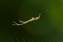 Long jawed / slender orb weaver spider (Tetragnatha extensa) on web, UK