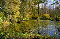 Woodland pond in early autumn, Sussex, UK