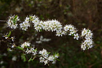 Blackthorn / Sloe bush blossom (Prunus spinosa) UK