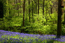 Bluebells flowering in woodland, Sussex, UK