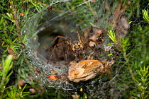 Labyrinth spider (Agelena labyrinthica) in funnel web with Meadow brown butterfly prey, UK, Agelenidae