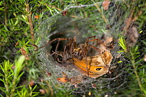 Labyrinth spider (Agelena labyrinthica) in funnel web with Meadow brown butterfly prey, UK, Agelenidae