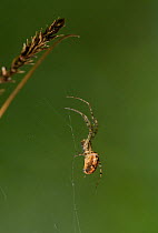 Lesser garden spider (Meta segmentata) on web, UK