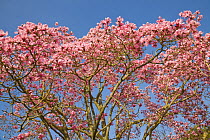 Magnolia {Magnolia sp} tree in flower, UK