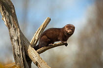 American mink (Mustela vison) controlled conditions, UK, introduced species