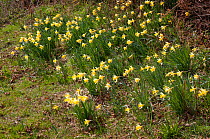Wild daffodils {Narcissus pseudonarcissus} Sussex, UK