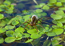 Pirate pond spider (Pirata piraticus) on pond with egg-sac, UK, Lycosidae