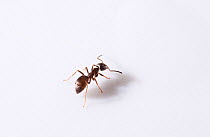 Garden black ant {Lasius niger} UK