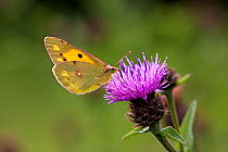 Clouded yellow butterfly (Colius croceus) feeding on Knapweed flower, UK