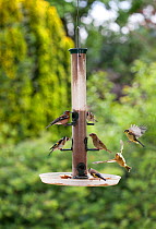 Several varieties of garden birds feeding on seeds at garden bird feeder, including Goldfinch {Carduelis carduelis}, Chaffinch {Fringilla coelebs} and Greenfinch {Carduelis chloris} Sussex, UK
