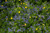 Germander speedwell {Veronica chamaedrys} and Creeping buttercup {Ranunculus repens} flowers, Sussex, UK