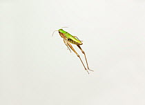 Rear view of Meadow grasshopper (Chorthippus parallelus) jumping, UK