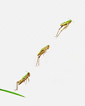 Meadow grasshopper (Chorthippus parallelus) jumping, multiflash sequence, UK
