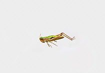Meadow grasshopper (Chorthippus parallelus) jumping, UK