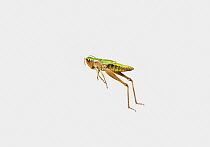 Meadow grasshopper (Chorthippus parallelus) jumping, UK