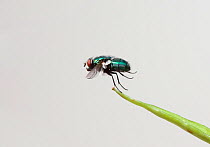 Greenbottle fly {Lucilia sp} taking off, UK