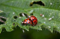 Harlequin / Multicoloured asian ladybirds {Harmonia axyridis} mating, UK