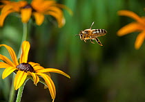 Honeybee (Apis mellifera) in flight amongst Rudbeckia flowers, UK