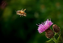 Honeybee (Apis mellifera) flying from Knapweed flower, UK