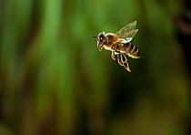 Honeybee (Apis mellifera) in flight, UK