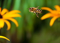 Honeybee (Apis mellifera) flying amongst Rudbeckia flowers