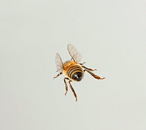 Rear view of Honeybee (Apis mellifera) in flight, UK