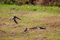 House martins {Delichon urbicum} gathering nesting material from lawn, UK