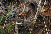 Labyrinth spider (Agelena labyrinthica) at entrance to funnel web, UK