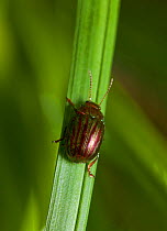 Leaf beetle {Chrysomelidae} on grass, UK
