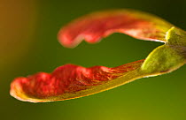 Norway maple seed {Acer platanoides} UK