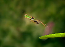 Meadow grasshopper (Chorthippus parallelus) leaping, UK