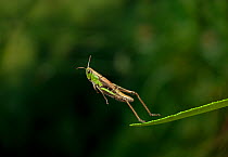 Meadow grasshopper (Chorthippus parallelus) leaping, UK