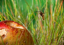 Common wasp (Vespa vulgaris) flying to feed on fallen apple, UK