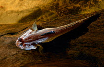 Mudskipper {Periophthalmus barbarus} at water's surface, controlled conditions, from West Africa