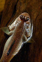 Mudskipper {Periophthalmus barbarus} at water's surface, controlled conditions, from West Africa