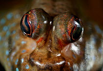 Mudskipper {Periophthalmus barbarus} close up of eyes, controlled conditions, from West Africa