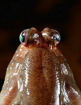 Mudskipper {Periophthalmus barbarus} close up of eyes, controlled conditions, from West Africa