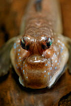 Mudskipper {Periophthalmus barbarus} close up of head, controlled conditions, from West Africa